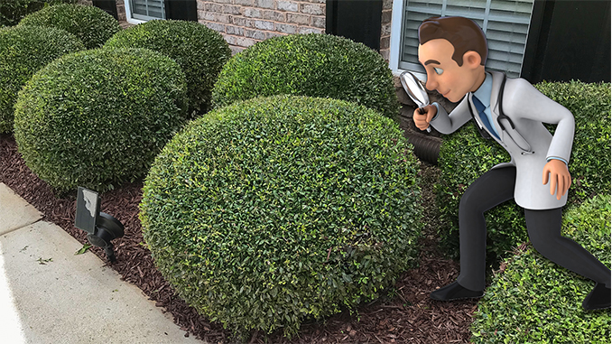 trimming round bushes