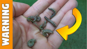 kill armyworms in lawn