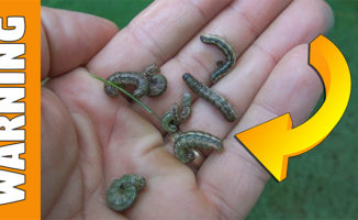 kill armyworms in lawn