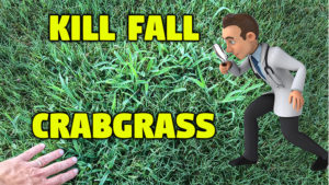 kill fall crabgrass