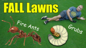 fall lawn tips and lawn care