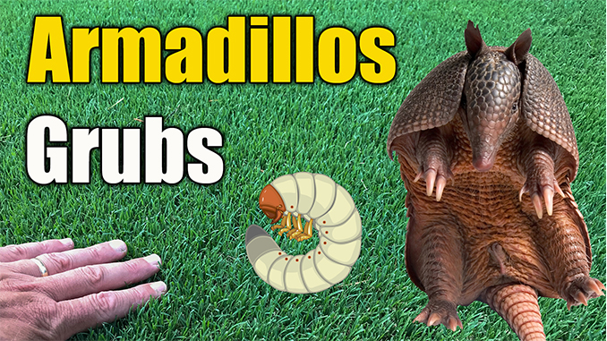 armadillo lawn damage