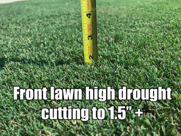 bermuda-grass-height-bermuda-grass-care