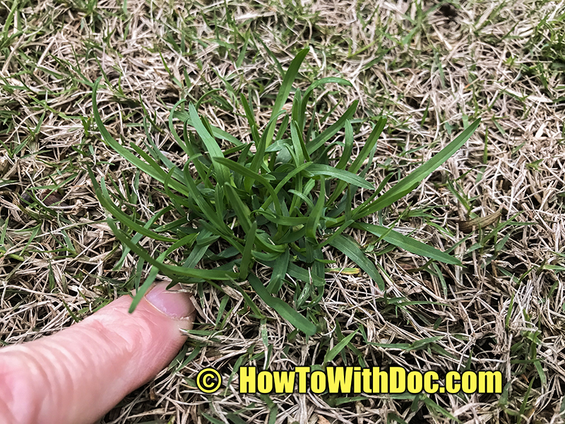 how to kill weeds in bermuda grass