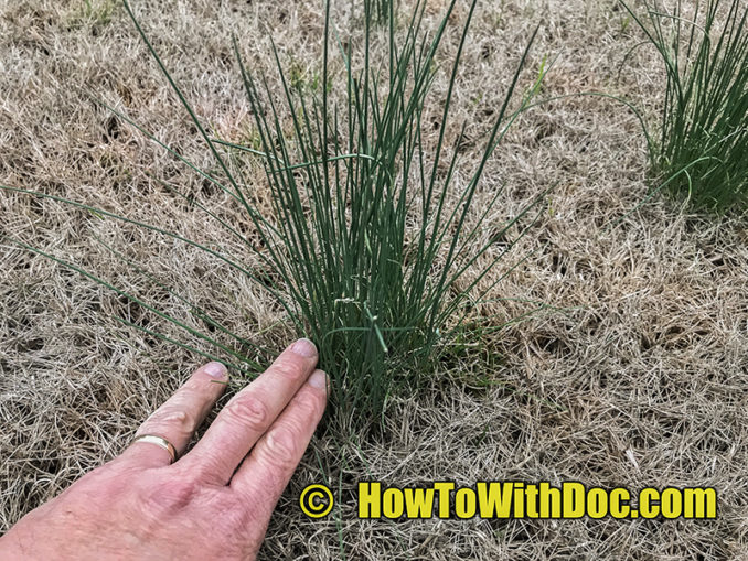 Winter Weeds in Bermuda Lawn Lawn Care