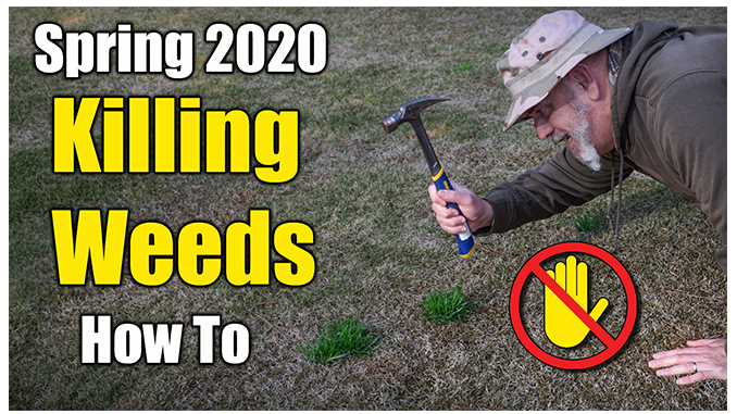 How to Kill Lawn Weeds 