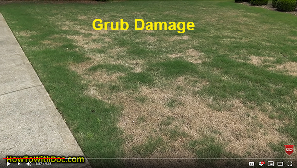 lawn grub damage