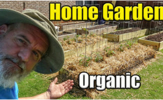 home vegetable garden organic