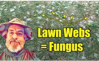 lawn fungus webs
