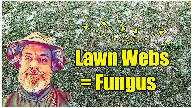 lawn fungus webs