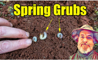 spring lawn grubs