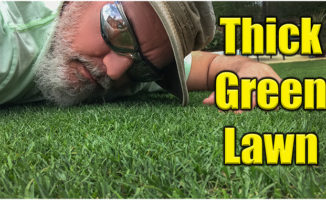 thick green lawn