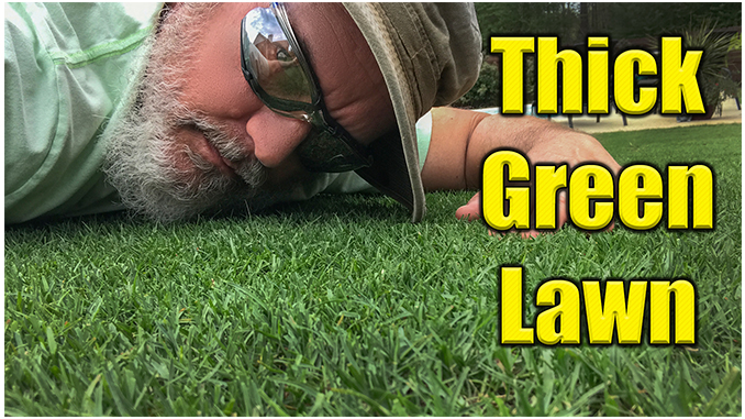 thick green lawn