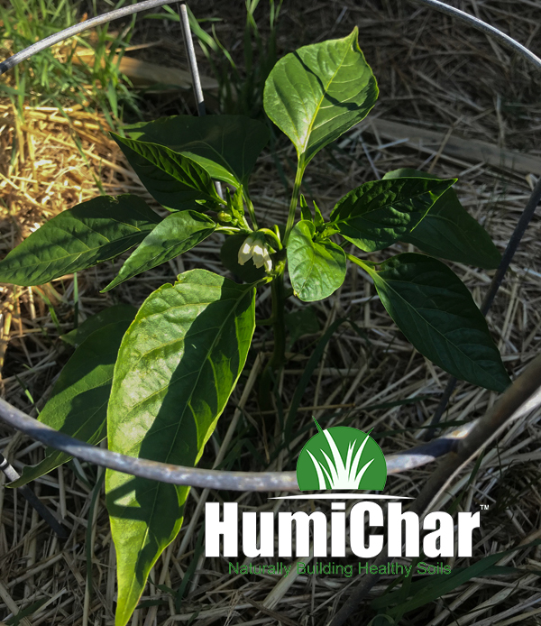 biochar humichar green pepper