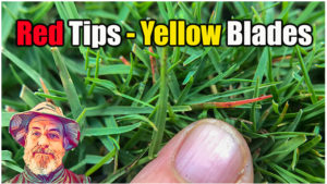 yellow blades grass red tips