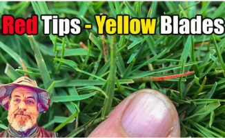 yellow blades grass red tips