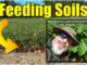 feeding soil lawn and garden
