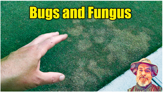 lawn fungus lawn insects