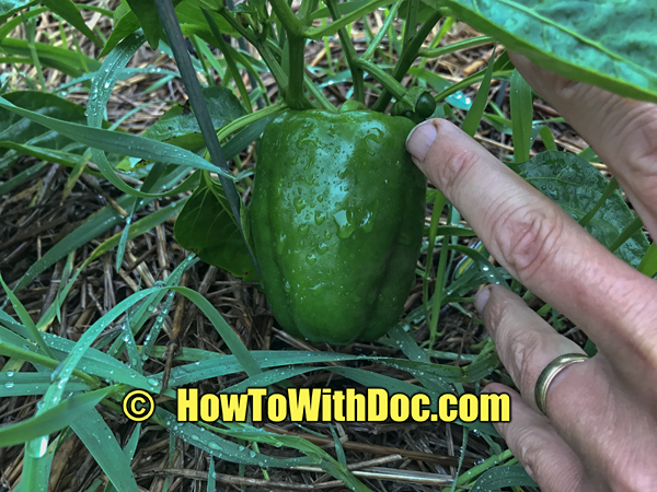 organic grown green peppers