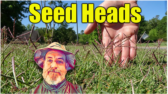 Seed Heads in Bermuda Lawn