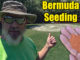 seeding bermuda lawn