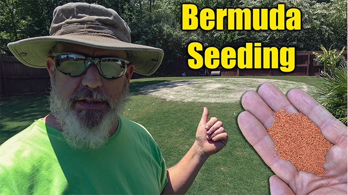 seeding bermuda lawn