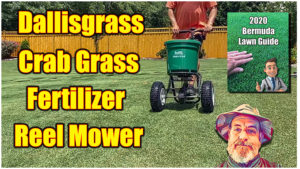 kill dallisgrass bermuda lawn