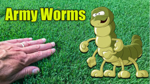 lawn army worms