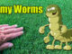 lawn army worms