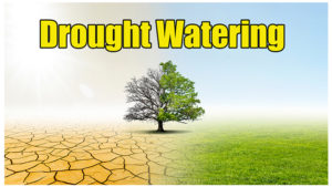lawn drought watering