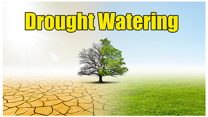 lawn drought watering