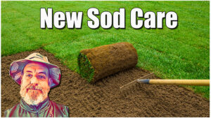 new sod lawn care