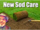 new sod lawn care