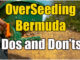 overseeding bermuda with rye