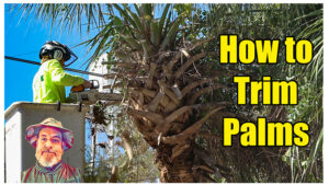 how to trim palm trees