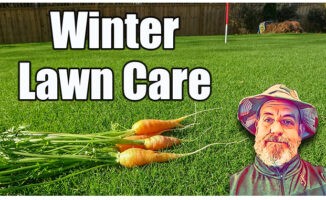 winter lawn care