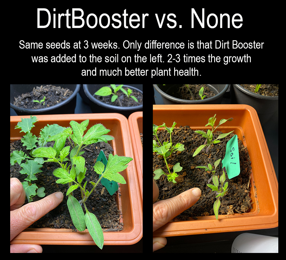 dirtbooster growth in seeds 