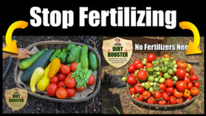 best vegetable garden soil and fertilizer