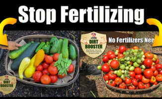 best vegetable garden soil and fertilizer