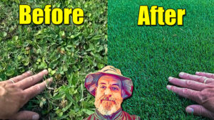 fix ugly lawn first fertilizer