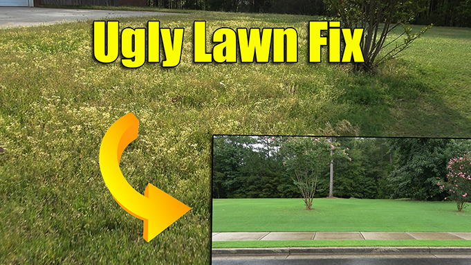 How to Fix an Ugly Lawn