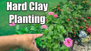 planting flowers and plants in hard clay soils