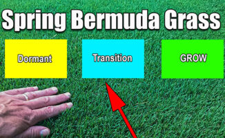 spring bermuda grass stages