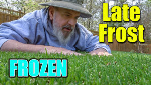 late frost lawn garden care