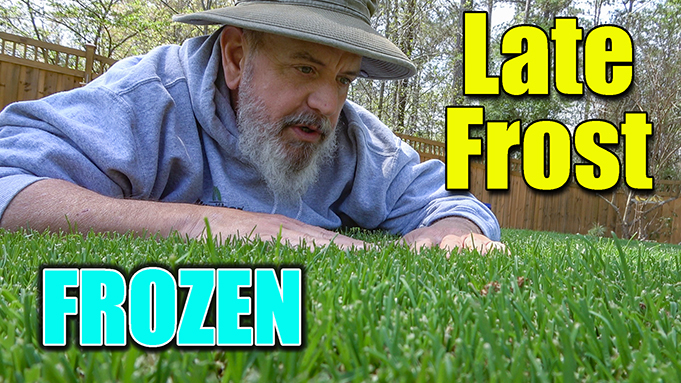 late frost lawn garden care