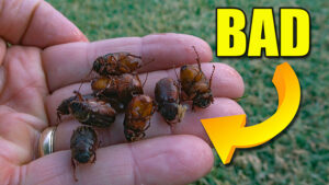 lawn beetles and grubs