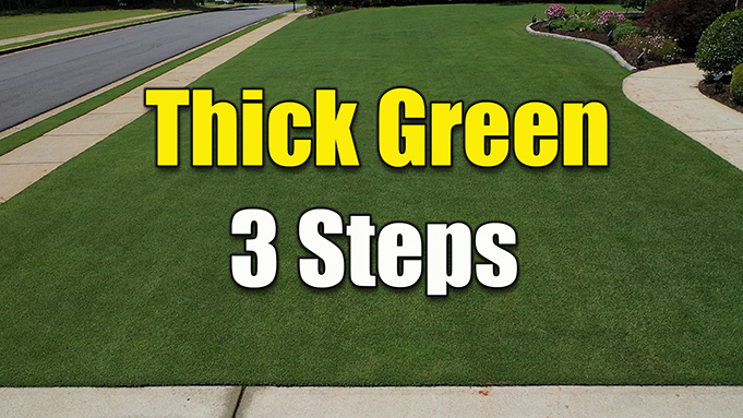 How to Get a Thick Green Lawn