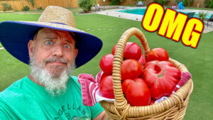 growing huge tomatoes