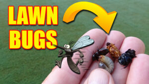 lawn bugs