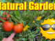 summer garden fertilizer organic